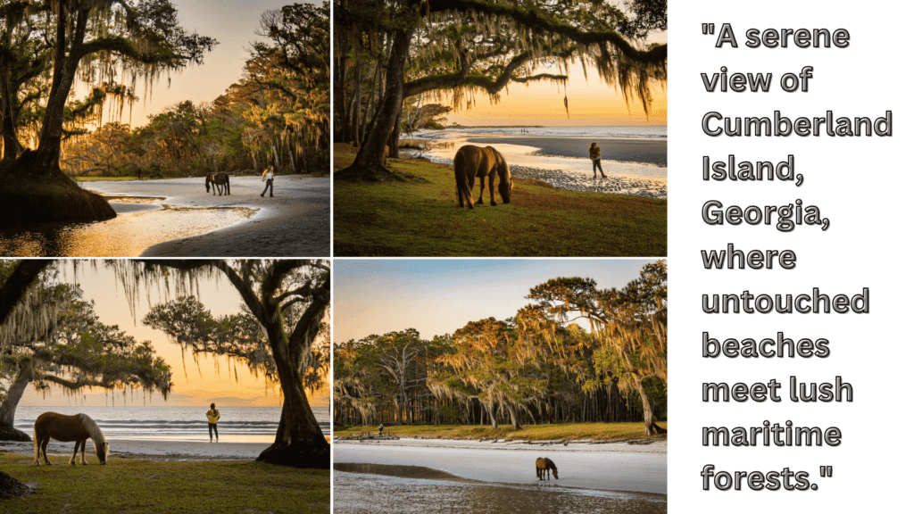 Wild horses grazing near the shoreline of Cumberland Island, Georgia, surrounded by oak trees draped in Spanish moss under a golden sunset.
