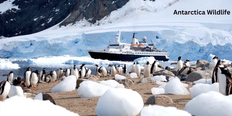 Antarctica wildlife