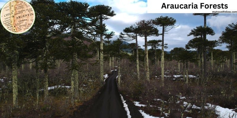 Araucaria Forests