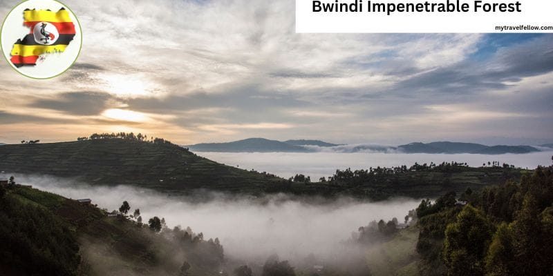 Bwindi Impenetrable Forest