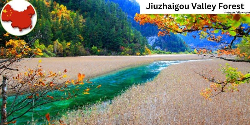 Jiuzhaigou Valley Forest-