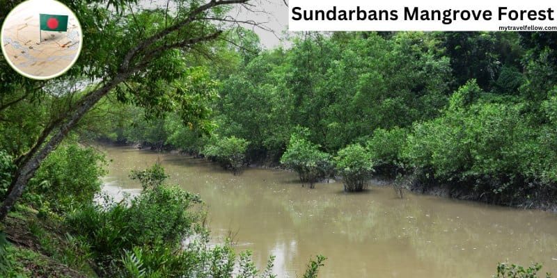 Sundarbans Mangrove Forest-mytravelfellow